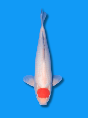 Tancho Kohaku | Koi&Co.